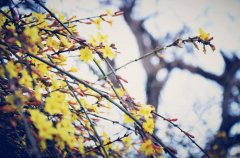 刘春华授课华丰伟业：华茂春松成一统，丰年学业利于行